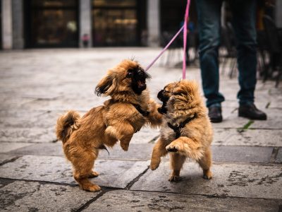 collins-lesulie-640721-unsplash.jpg